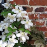 Pure white clematis