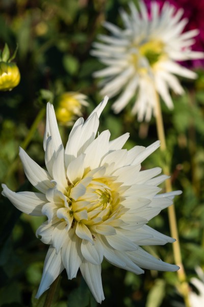 Dahlias are brilliant cut flowers