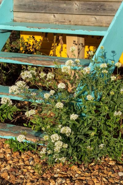 White valerian on Whitstable Beach