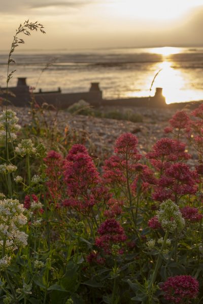 Seaweed nutrients for the garden