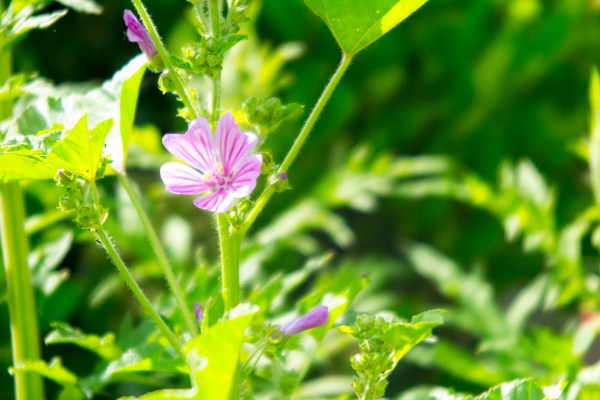 Close-up wild mallow