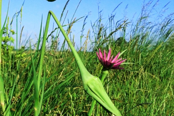 Salsify on Oare marshes - the wind and the birds bring it to our gardens