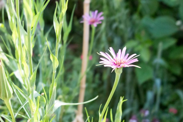 Wild salsify for gardens 