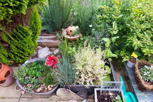 Mini wildlife pond in a container