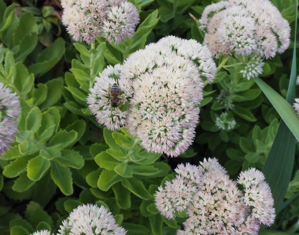 Sedums are loved by wildlife and are drought-resistant #gardentips