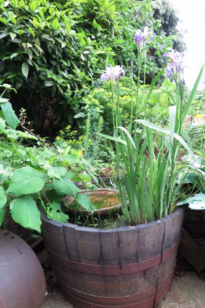 Make a mini pond from an oak barrel