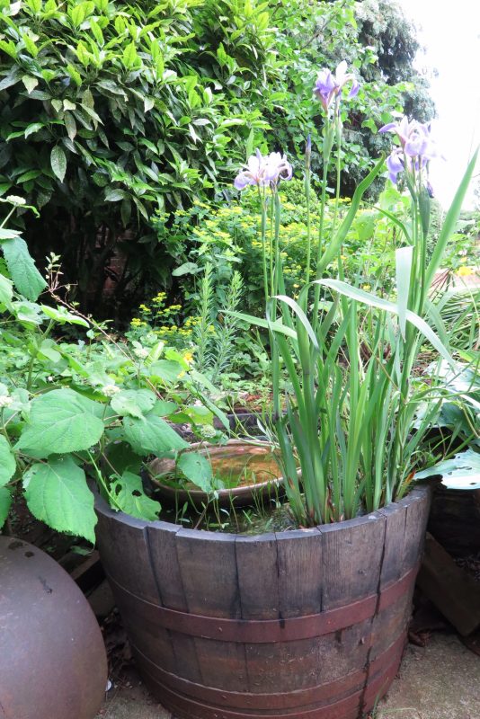 Make a mini wildlife pond from an oak barrel