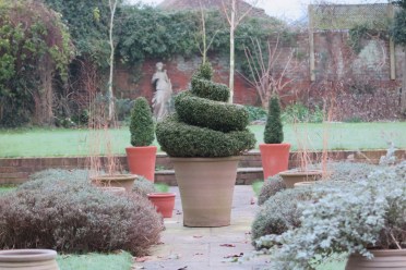 Evergreens in pots - winter