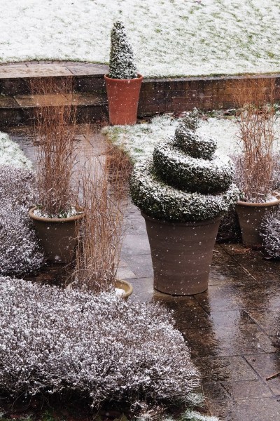 How to keep your potted topiary healthy #gardening #containergarden