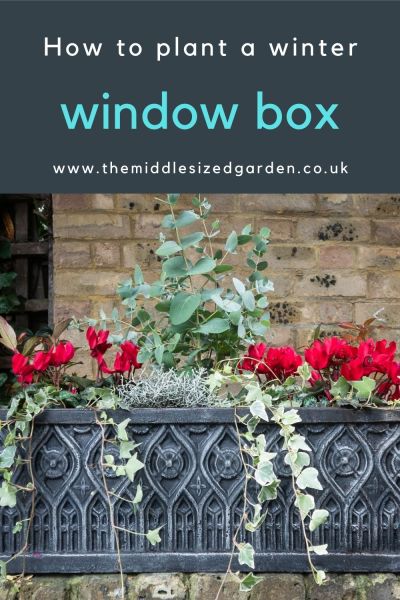 Winter box with cyclamen and grey foliage