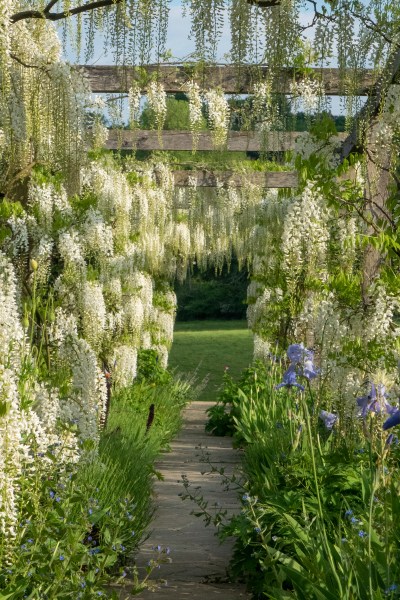 White wisteria arch at Gravetye Manor