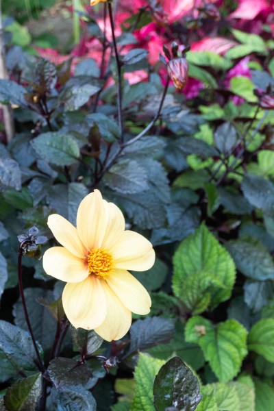 Dahlia 'Yellow Hammer' does well in shade