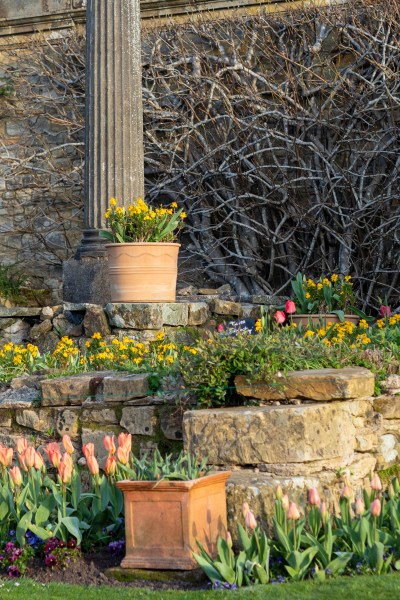 Plant tulips in blocks of one colour