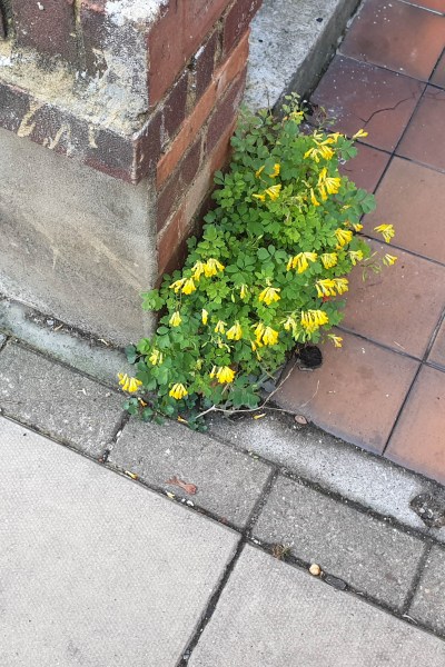 Yellow flowered weed