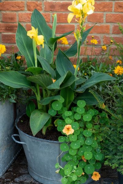 Seasonal garden planter displays