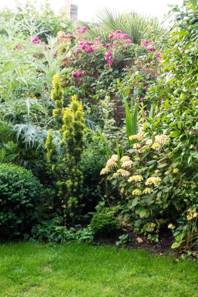 Group evergreens in different sizes in a small garden