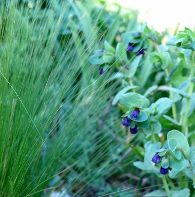 Stipa tenuissima spring foliage