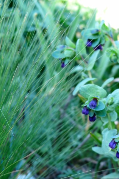 Stipa tenuissima spring foliage