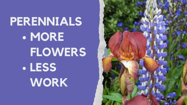 Youtube video on choosing perennials