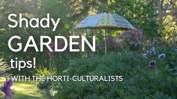 Shady garden tips