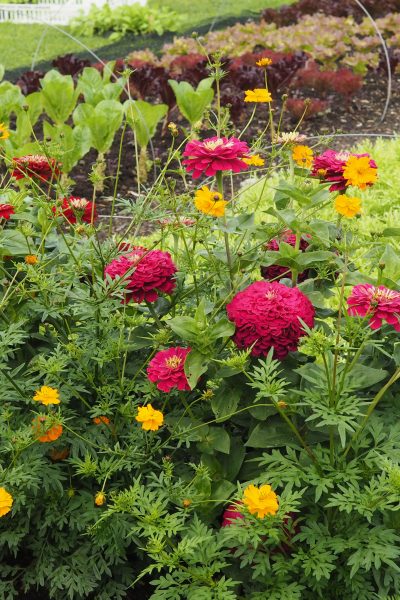 No dig flower borders work on the same principle as 'no dig' veg beds